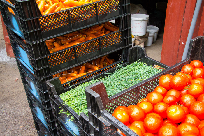 Neues aus dem ZEGG Garten