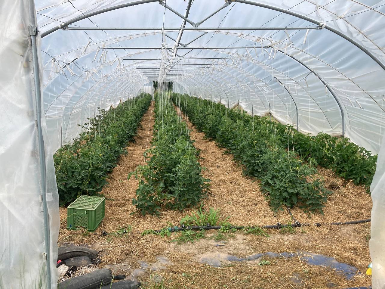 ZEGG Solawi Folientunnel in Lübnitz