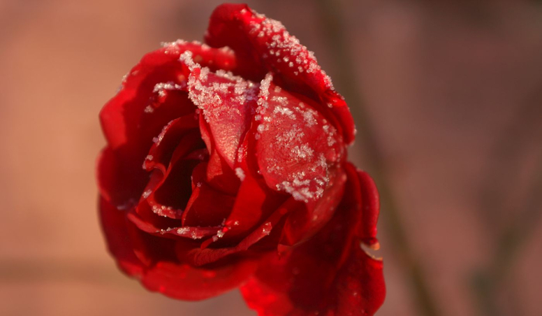 Rose (Gutschein schenken)